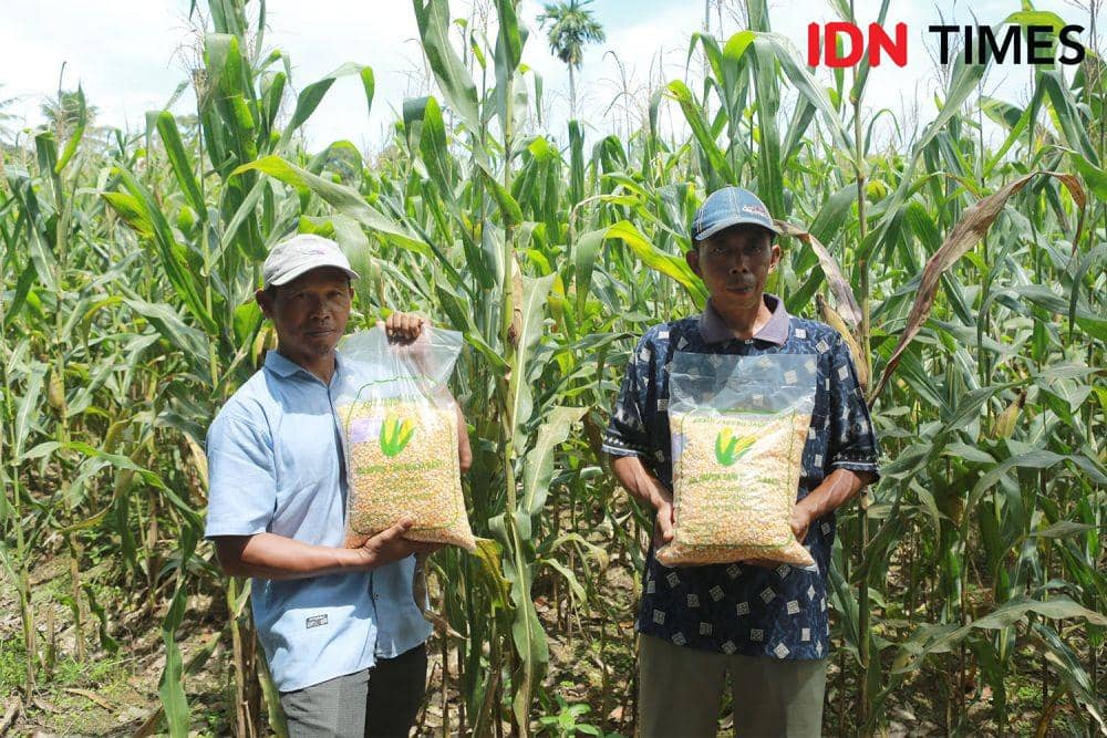 Kelompok Tani Mulia Bakti Berhasil Bikin Benih Jagung Bersertifikat
