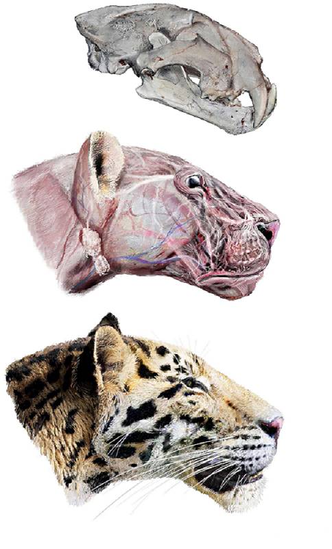 hasil restorasi harimau longdan (commons.wikimedia.org/Velizar Simeonovski)