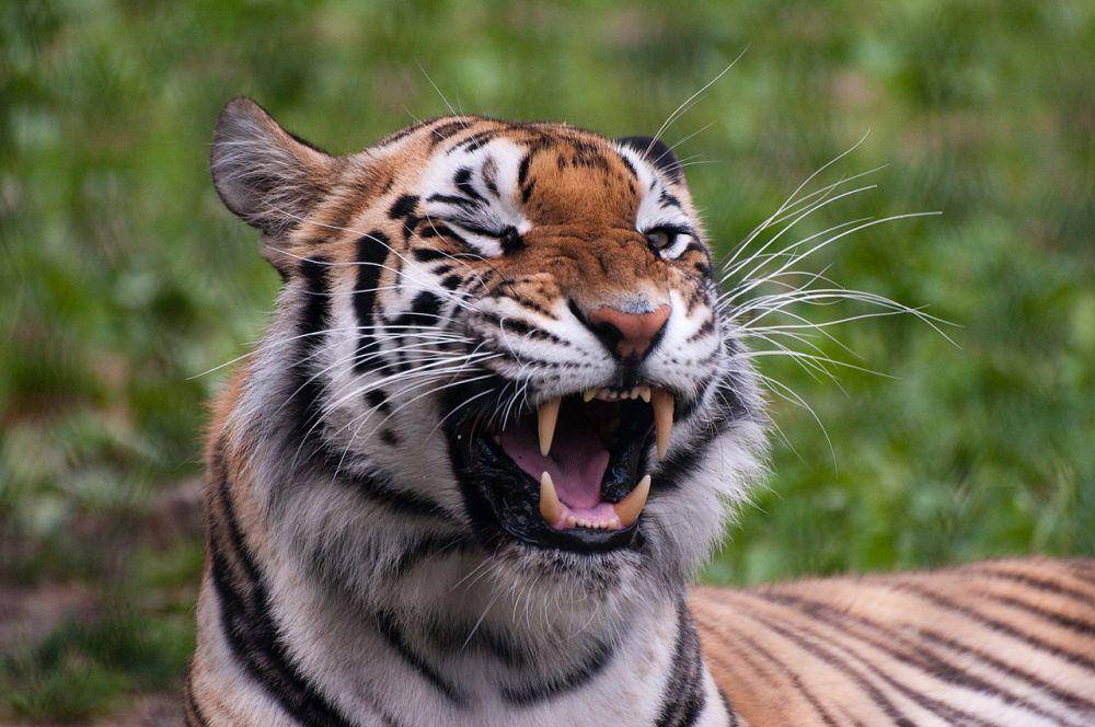 Harimau di Kebun Binatang Franklin, Massachusetts. (commons.wikimedia.org/Eric Kilby)