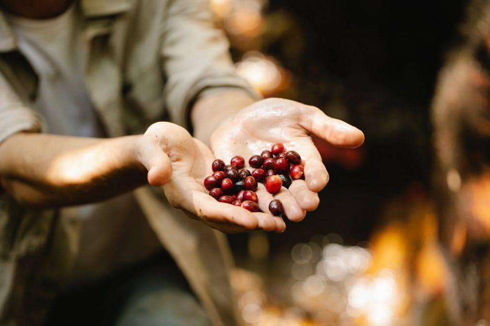 ilustrasi kacang merah (pexels.com/Michael Burrows)