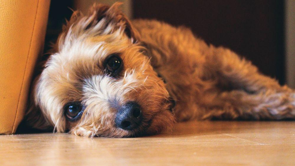 Wah, Gangguan Anxiety pada Anjing Ternyata Mirip Manusia!