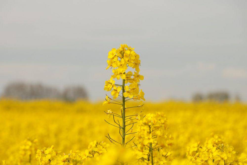 bunga canola (Pexels.com/Annica Sörén)