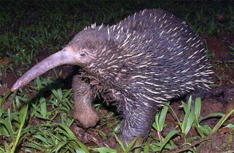 Sir David's long-beaked echidna (news.mongabay.com)