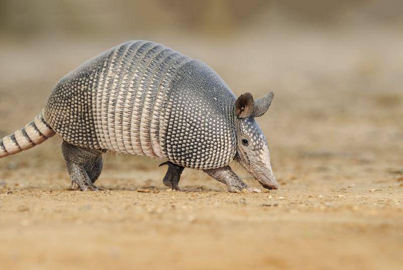 Armadillo (terminix.com)