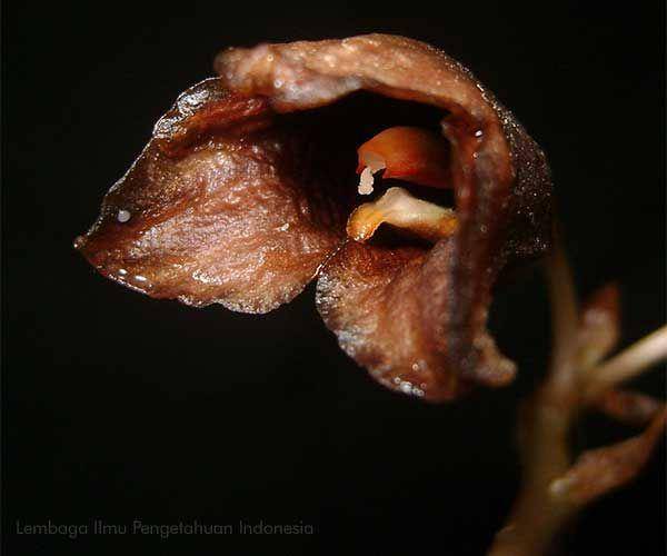 Ilustrasi gastrodia bambu (lipi.go.id)