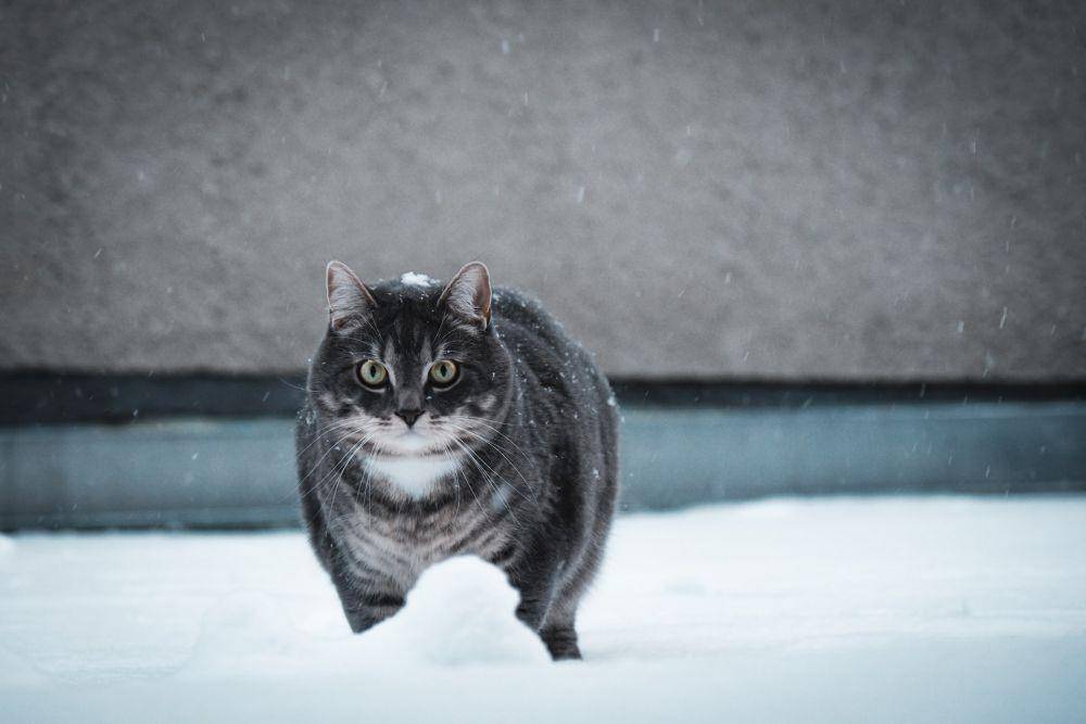 ilustrasi kucing gemuk (Unsplash/Christine Knappe)