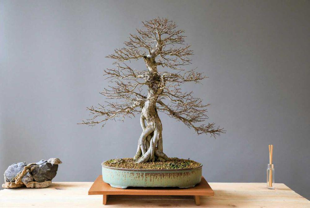 6 Cara Menanam Bonsai dengan Tampilan Menarik dan Umur Panjang