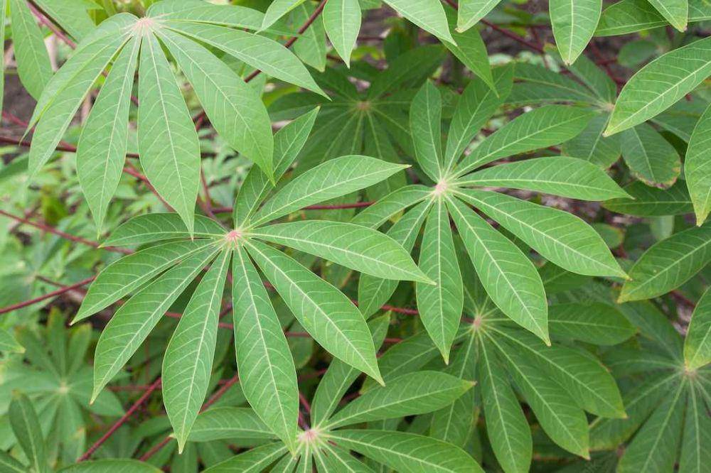 daun singkong (freepik.com/schantalao)