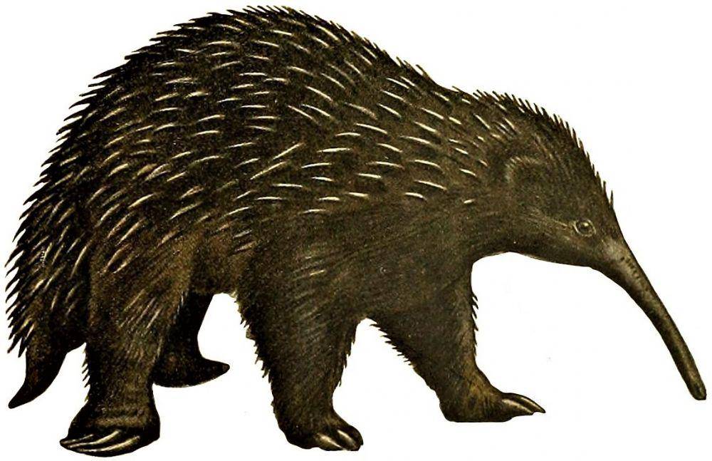 Western long-beaked echidna (commons.wikimedia.org)