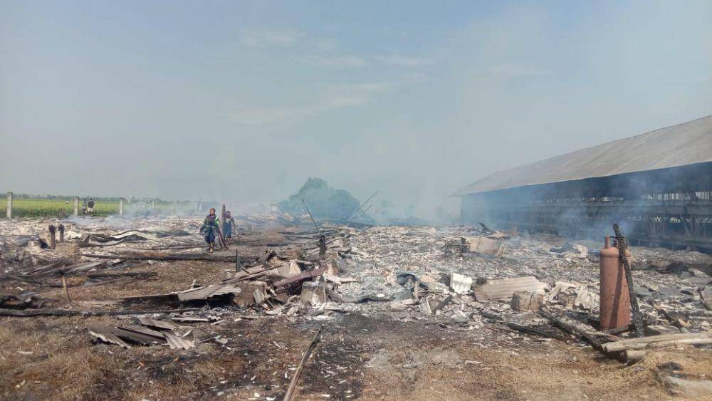 Kandang ayam terbakar di Bekasi, ribuan anak ayam hangus. (Dokumen Damkar Kabupaten Bekasi) 