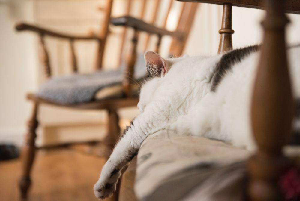 ilustrasi kucing (Unsplash/Nick Gordon)