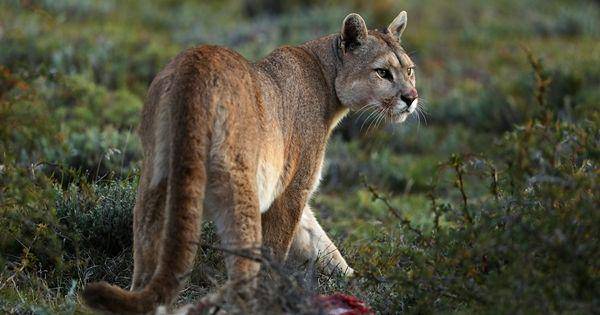 Patagonian puma (southquestsafaris.com)