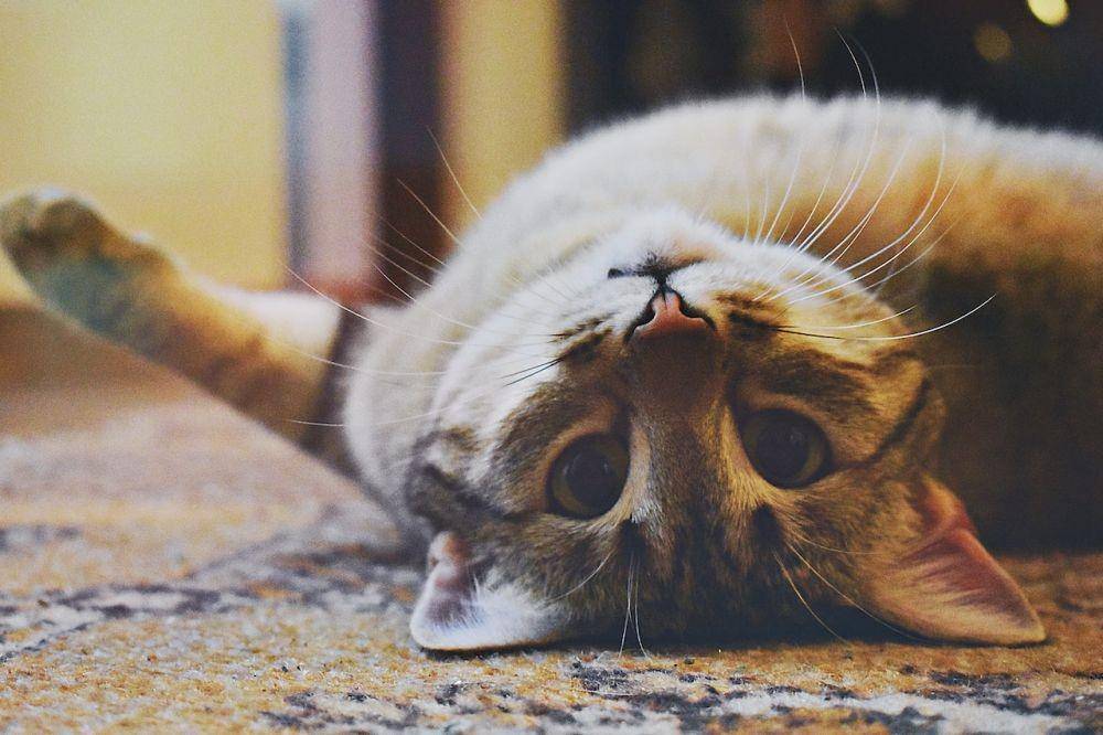 ilustrasi kucing (Pexels/Dids)