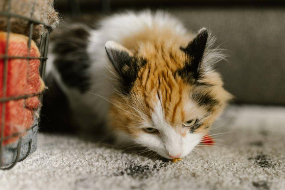 ilustrasi kucing (Pexels/RODNAE Productions)
