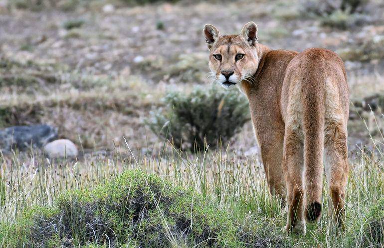 Patagonian puma (treehugger.com)