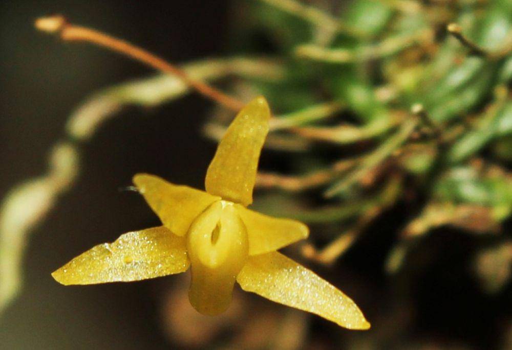 Ilustrasi taeniophyllum conoceras (bbksda-papuabarat.com)