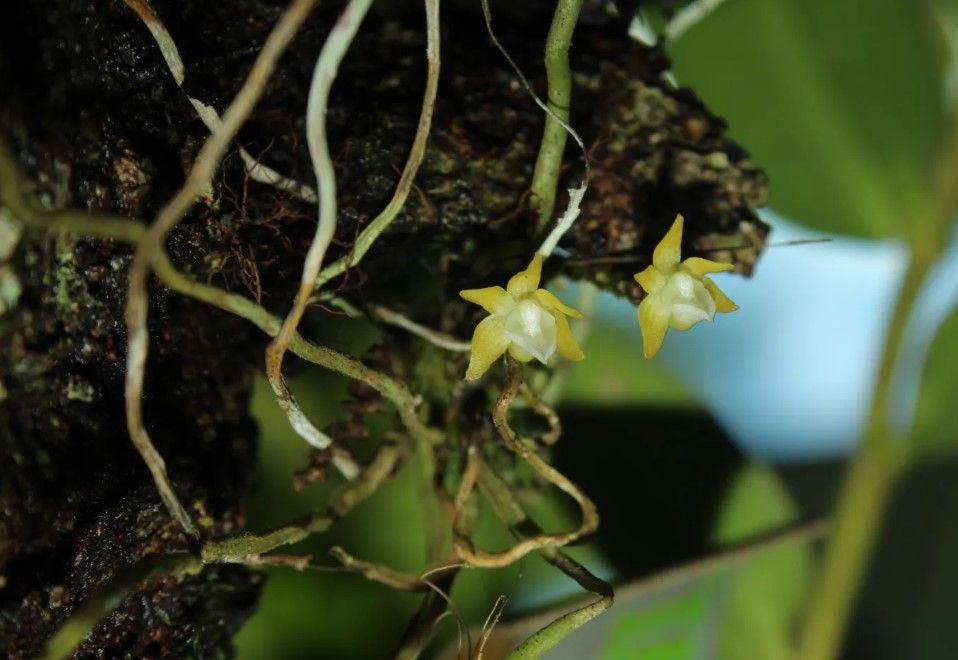 Ilustrasi taeniophyllum apiculatum (bbksda-papuabarat.com)