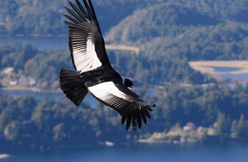 Andean condor (nathab.com)