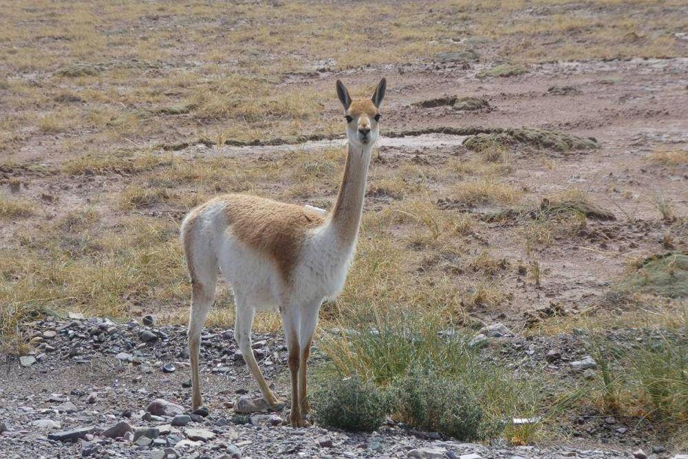 Vicuna (en.wikipedia.org)