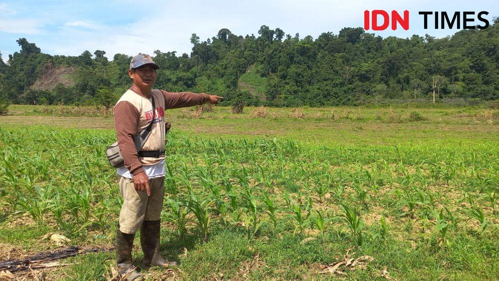 31 Petani Jagung di Poso Belum Terima Ganti Rugi dari PT Poso Energy
