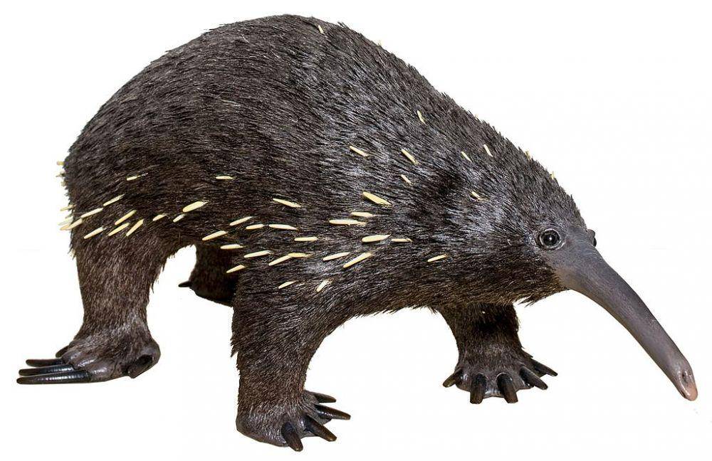 Eastern long-beaked echidna (commons.wikimedia.org)