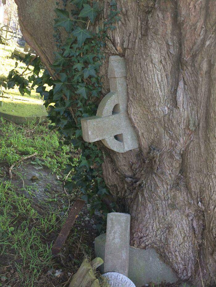 benda ditelan pohon (reddit.com/Arco_Sonata)
