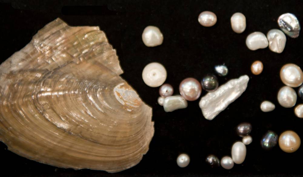 ilustrasi mutiara (commons.wikimedia.org/Hannes Grobe/AWI)
