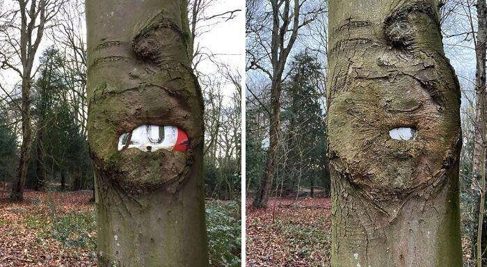 benda ditelan pohon (reddit.com/phaelox)