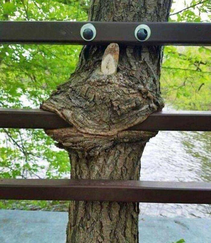 benda ditelan pohon (reddit.com/jurrasicdad314)