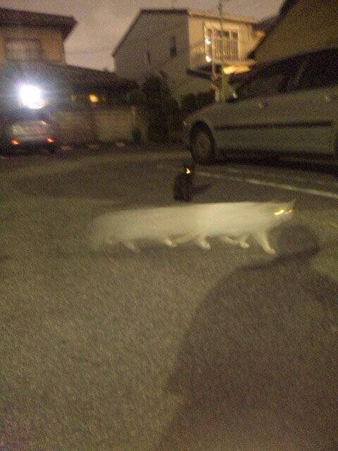 mata kucing menyala dalam gelap (twitter.com/sinrei_syasin)