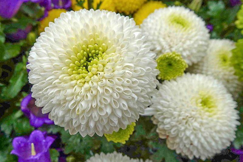 white button chrysanthemum (gardenia.net)