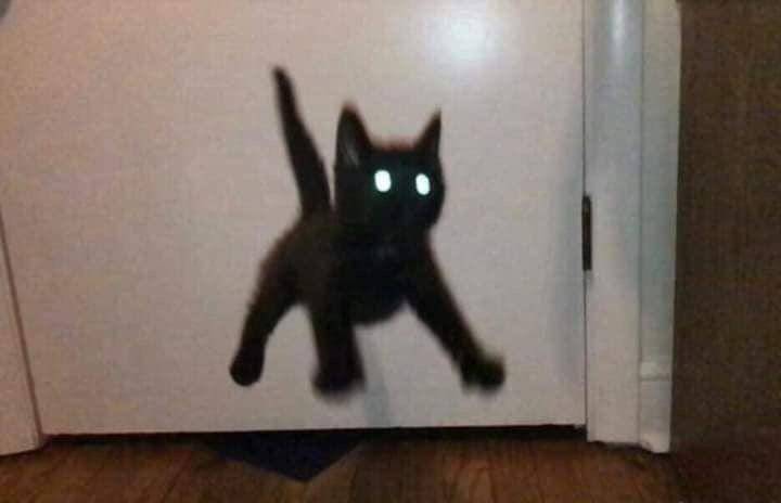 mata kucing menyala dalam gelap (twitter.com/reactjpg)