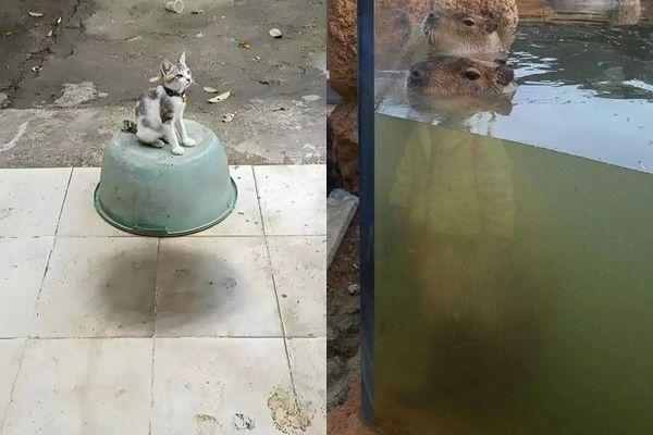 10 Potret Janggal Hewan Ini Bikin Lihat Dua Kali, Kucek-kucek Mata deh