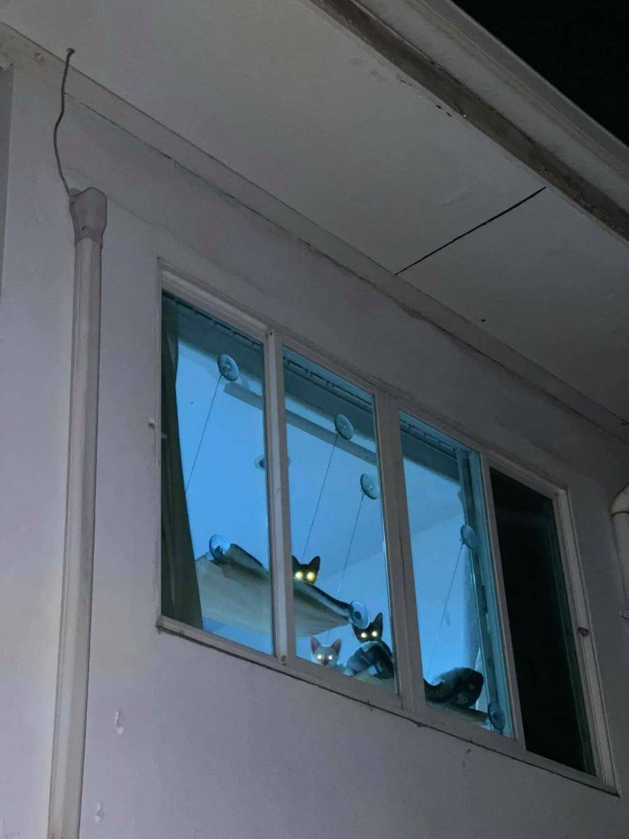 mata kucing menyala dalam gelap (twitter.com/TranslatedCats)