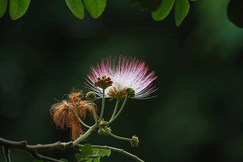 Bunga trembesi, Primejyothi, CC BY-SA 3.0 via Wikipedia