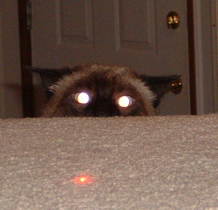 mata kucing menyala dalam gelap (imgur.com/user/internetiscrazy)