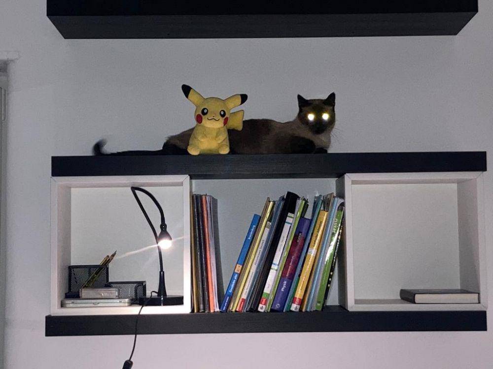 mata kucing menyala dalam gelap (reddit.com/user/nelinho195aw)