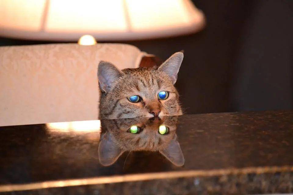 mata kucing menyala dalam gelap (reddit.com/user/sweetmaps/)