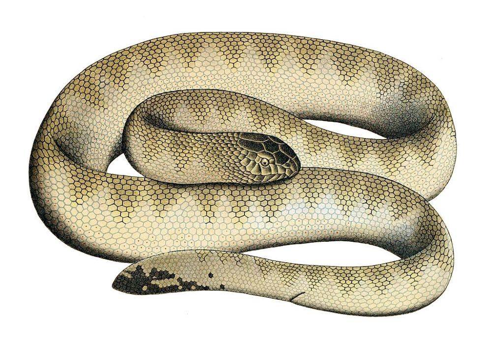 Hardwicke’s sea snake (commons.wikimedia.org)