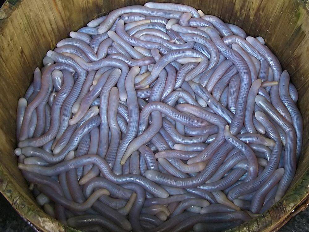 potret cacing kacang atau peanut worm (commons.wikimedia.org/Lycaon)