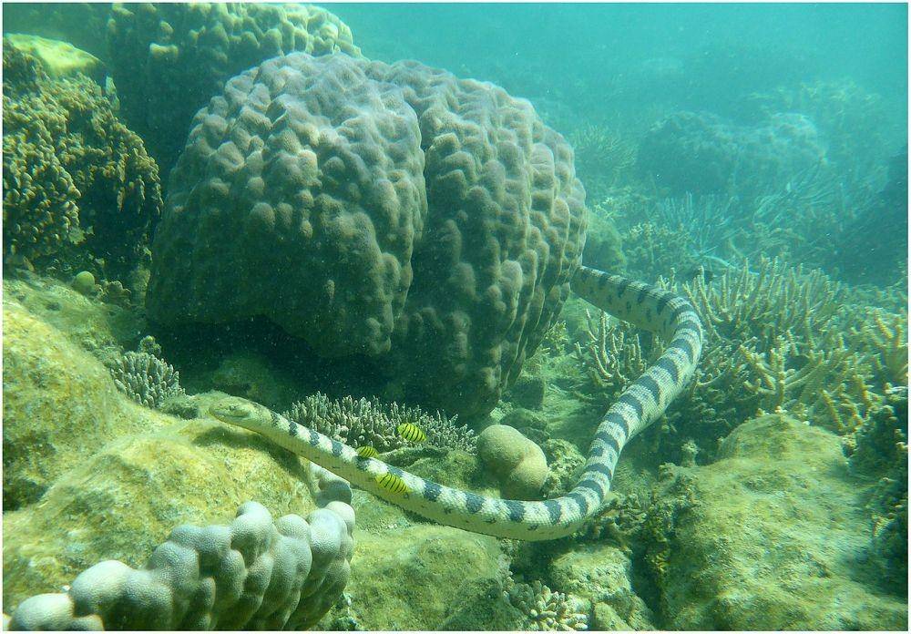 Olive-headed sea snake (commons.wikimedia.org)