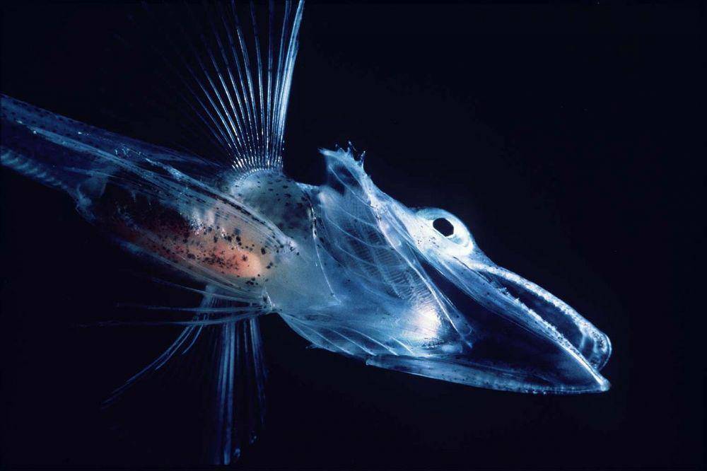 potret larva jenis ikan icefish (commons.wikimedia.org/Uwe kils)