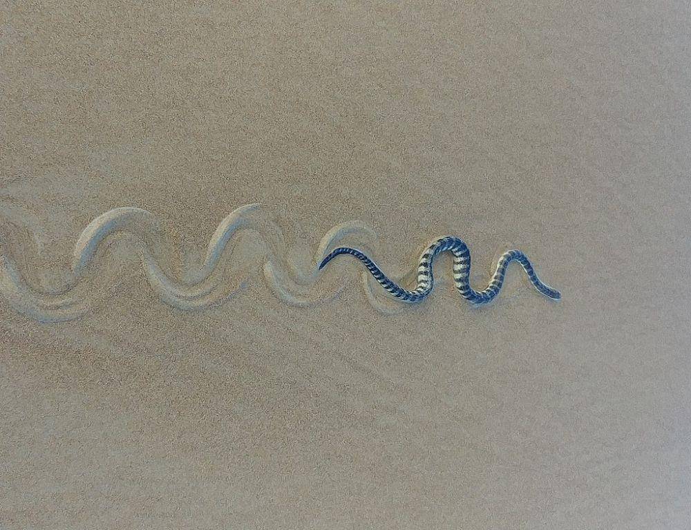 Beaked sea snake (commons.wikimedia.org)
