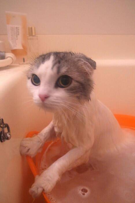 kucing mandi (twitter.com/catpic_album)