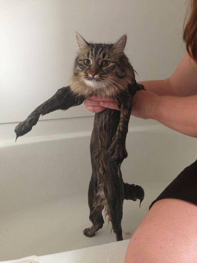kucing mandi (twitter.com/catpic_album)