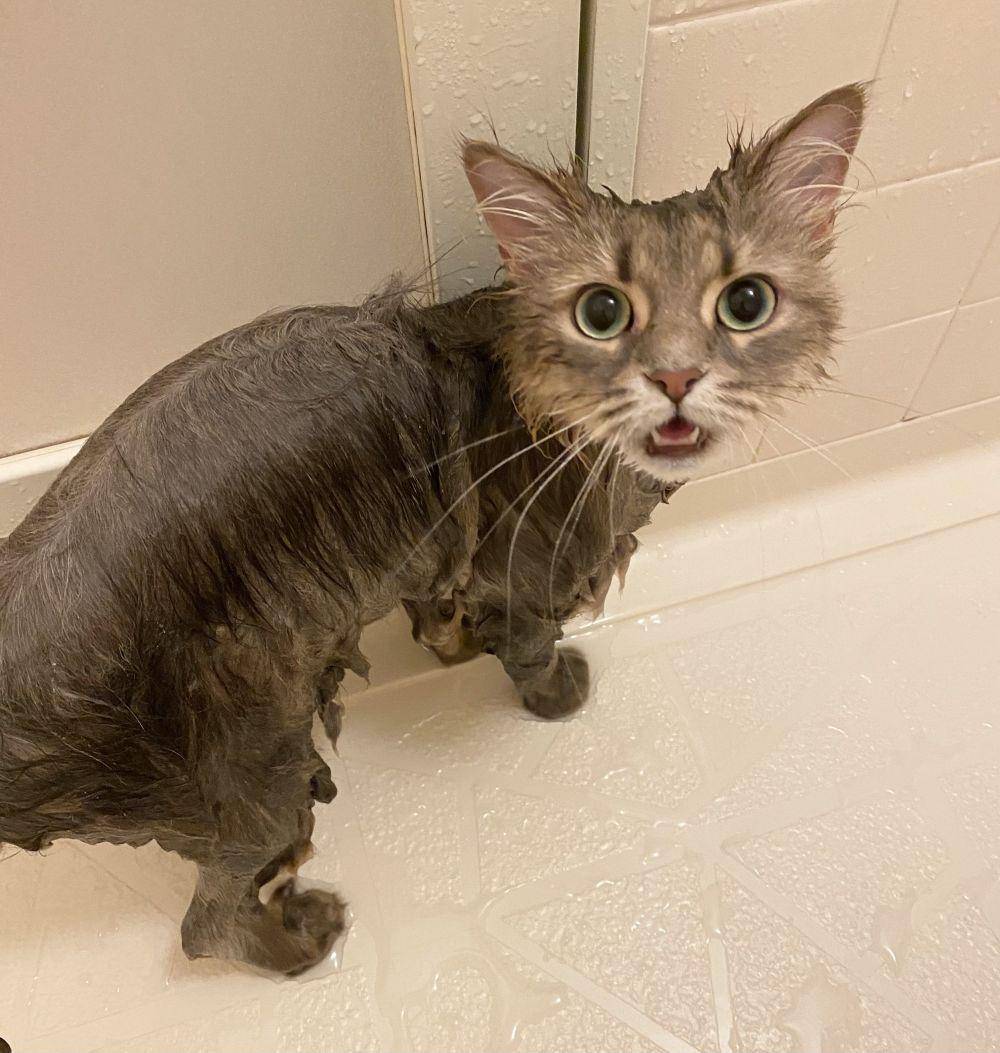 kucing mandi (twitter.com/LilyK1101)