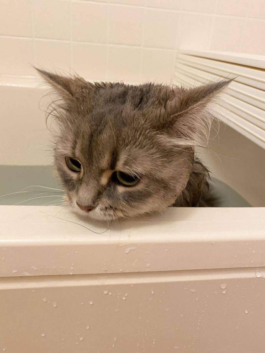 kucing mandi (twitter.com/LilyK1101)