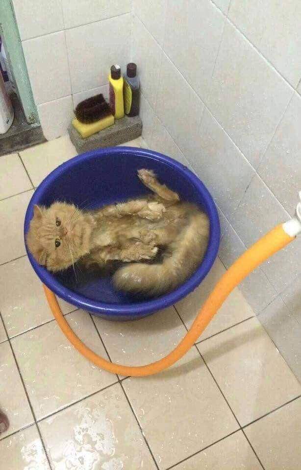 kucing mandi (twitter.com/kochengfs)