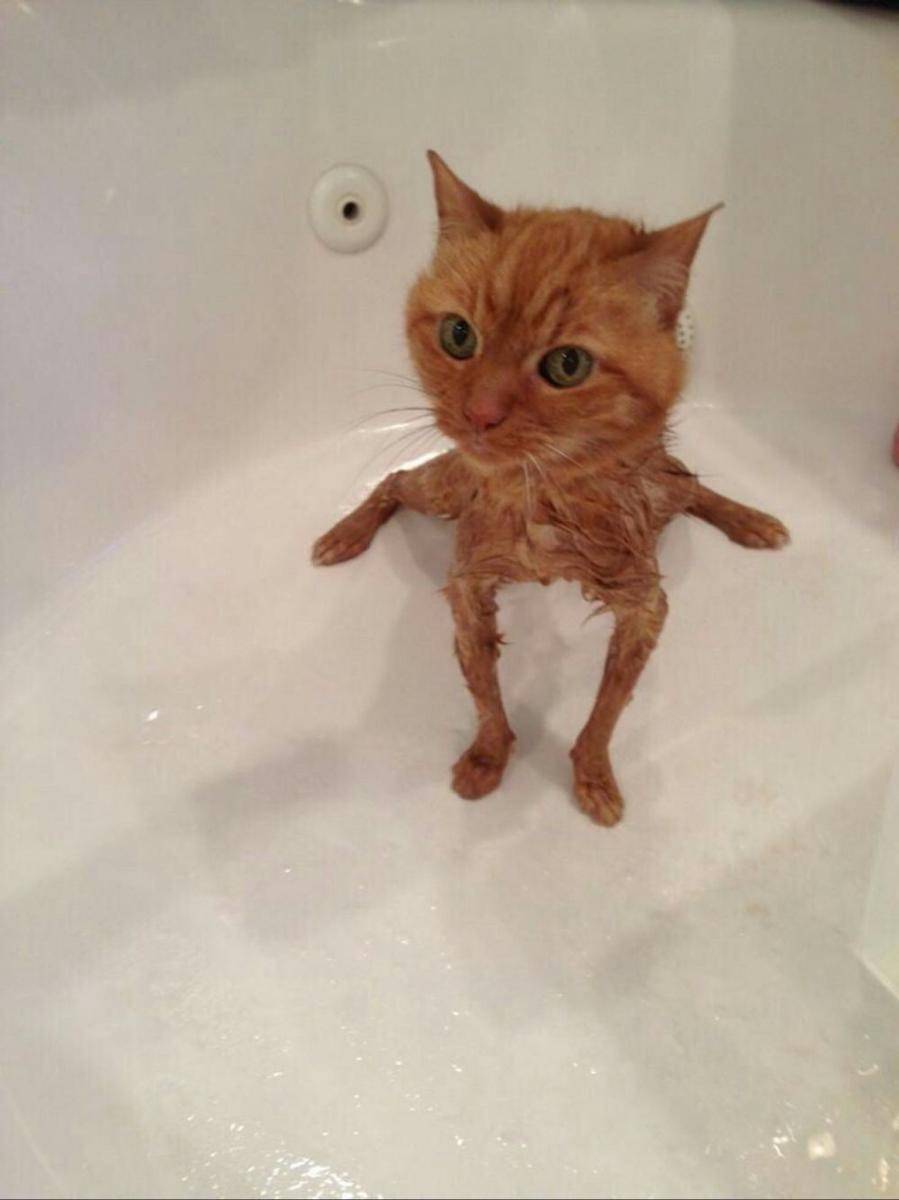 kucing mandi (twitter.com/gatinarios)