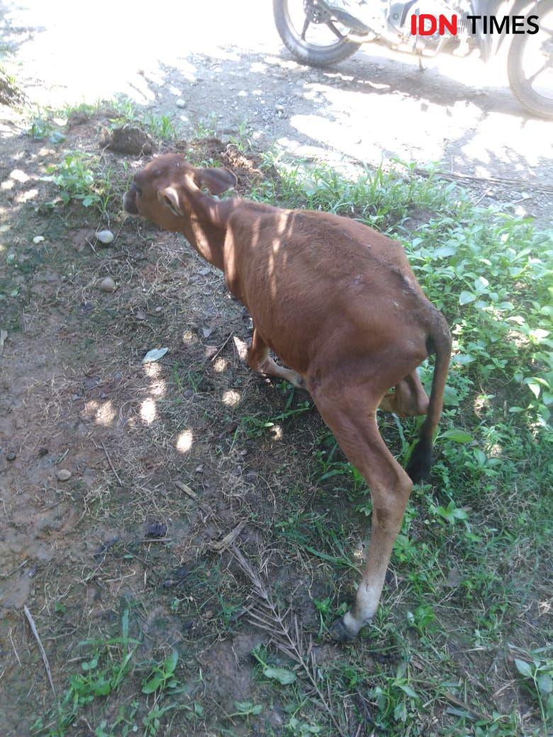 Dua Pencuri Lembu di Langkat Diamuk Massa hingga Babak Belur